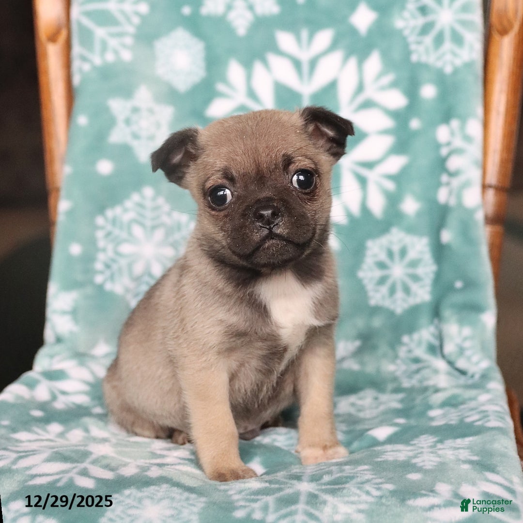 Jug dogs for sale: Joey - Ad 1