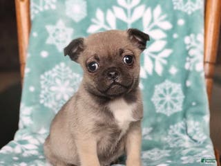 Jug dogs Joey - Ad 14