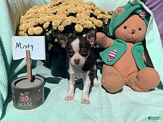 Chihuahua dogs - Ad 15