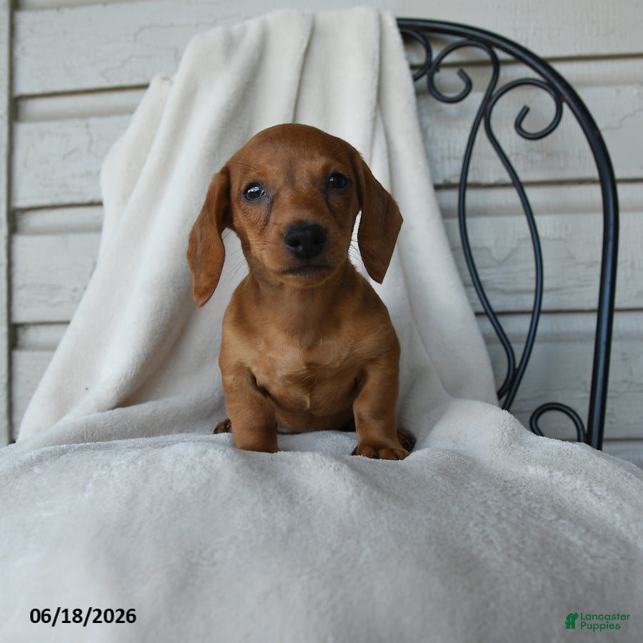 Dachshund dogs Asher - Ad 1