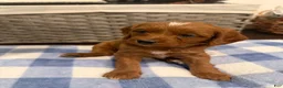 Mixed Breed dogs for sale: Mixed Breed 2 - Ad 1
