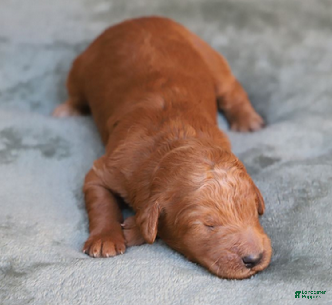 Goldendoodle dogs for sale: Lumi - Ad 1