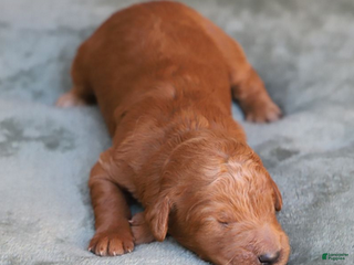 Goldendoodle dogs Lumi - Ad 4