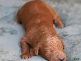 Goldendoodle dogs Lumi - Ad 8