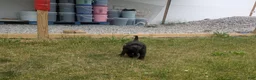 Labrador Retriever dogs for sale: Black Female (Pink) - Ad 2