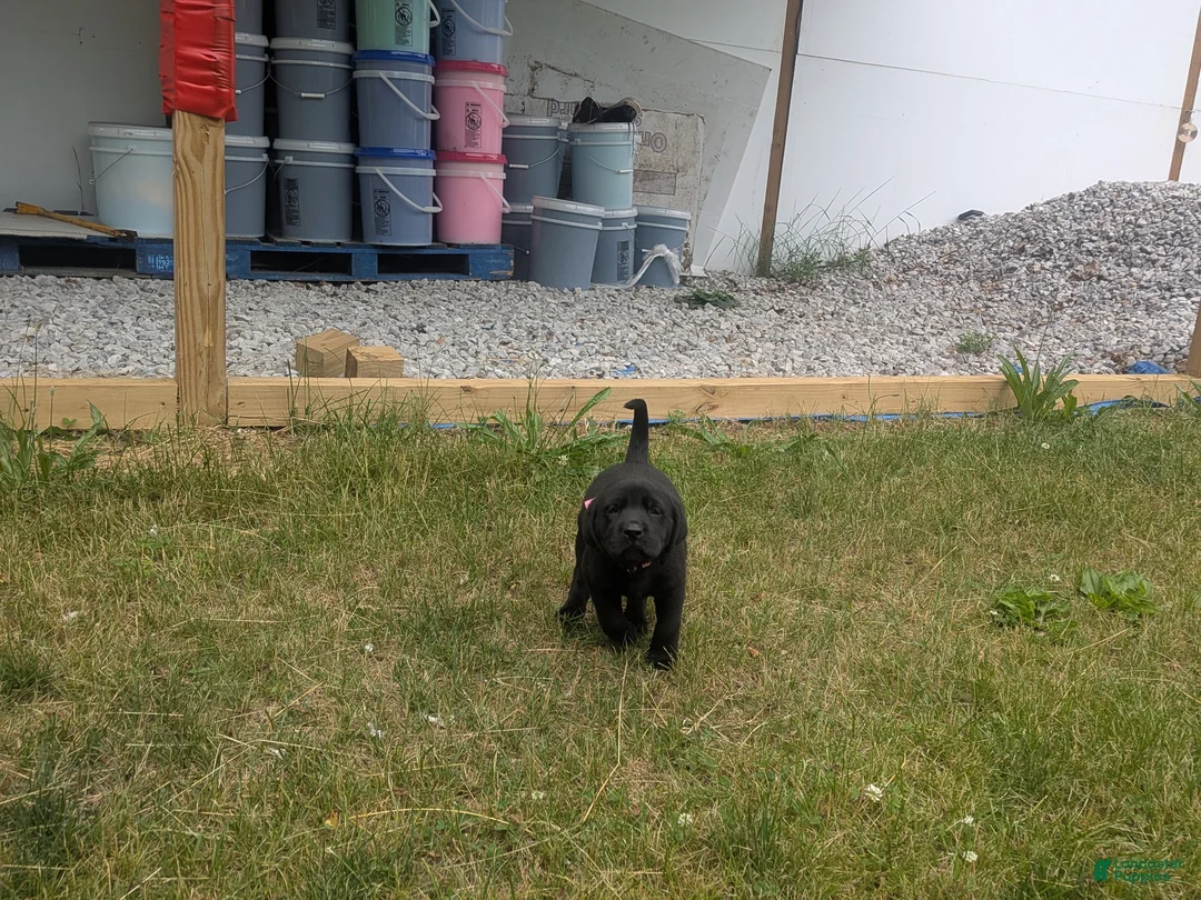 Labrador Retriever dogs for sale: Black Female (Pink) - Ad 2