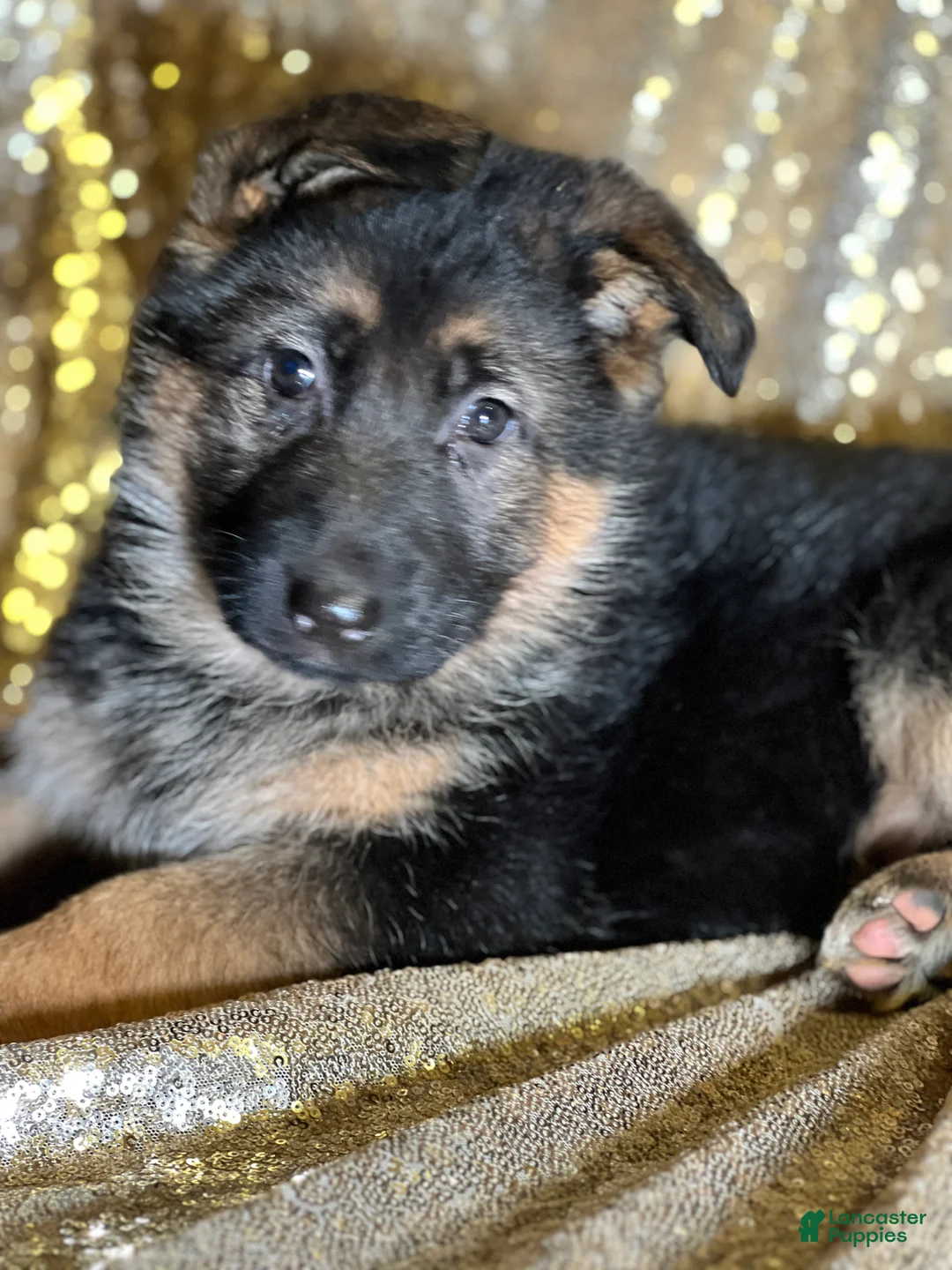 German Shepherd dogs for sale: Windy - Ad 2