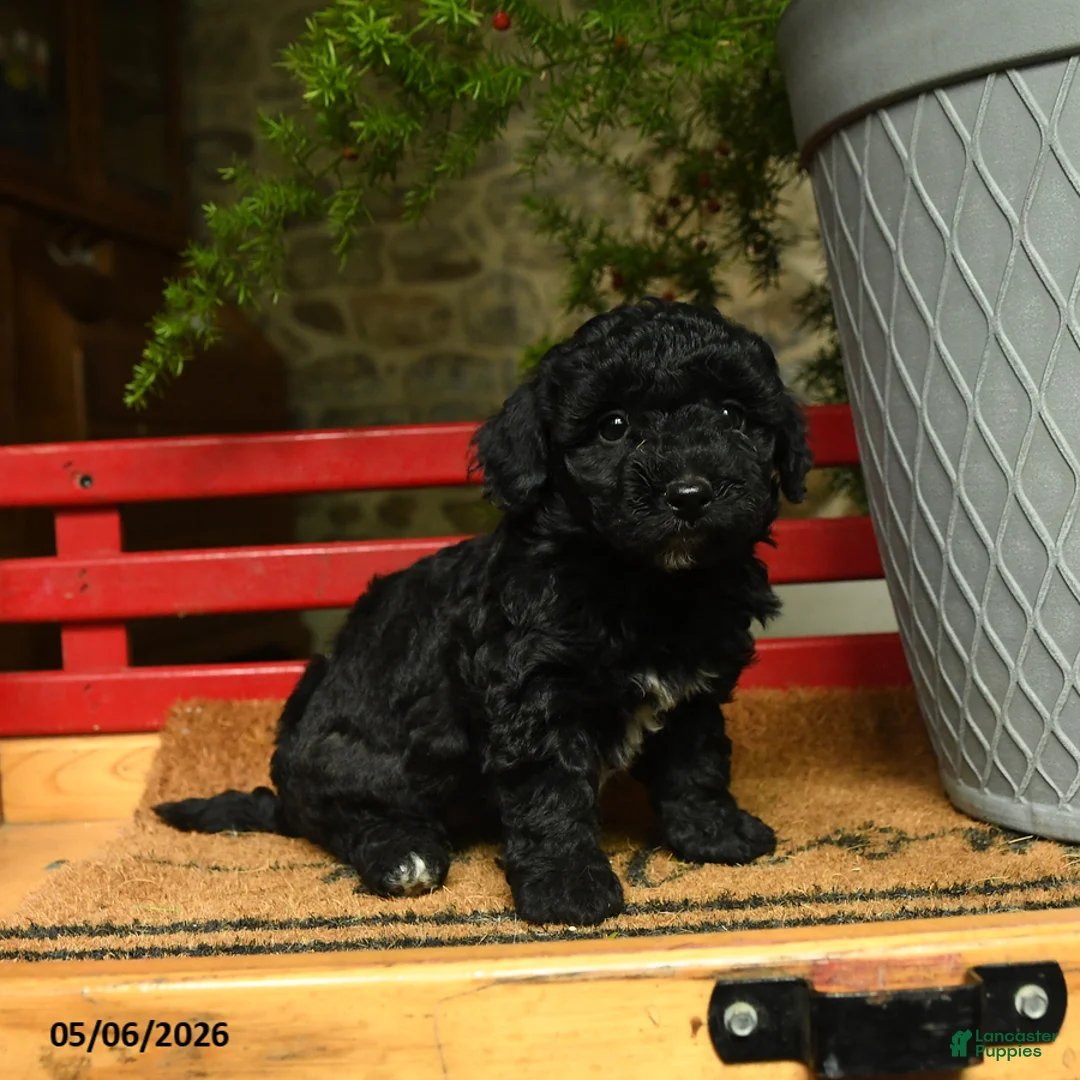 Corgipoo dogs for sale: Lacey - Ad 3