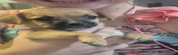 Chiweenie dogs for sale: Chiweenie 1 - Ad 2