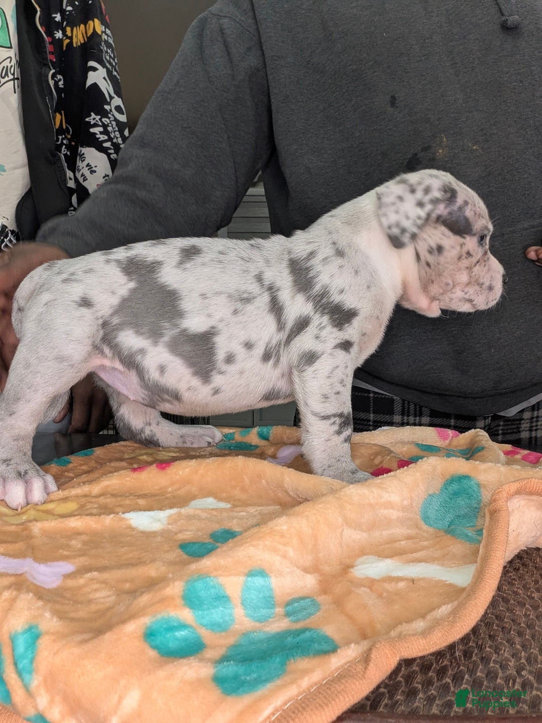 American Bully dogs for sale: XL American Bully female  - Ad 2