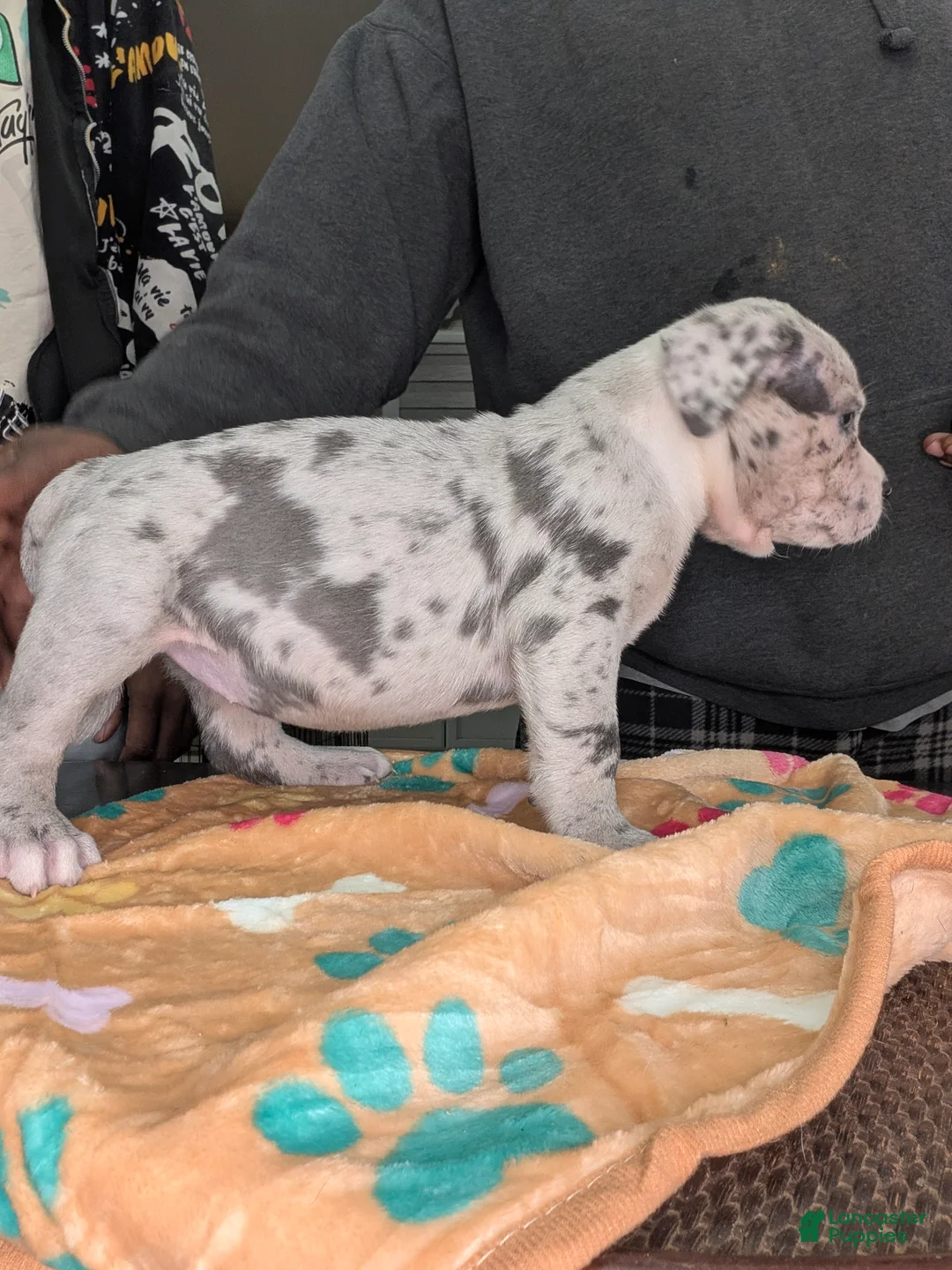 American Bully dogs for sale: XL American Bully female  - Ad 2