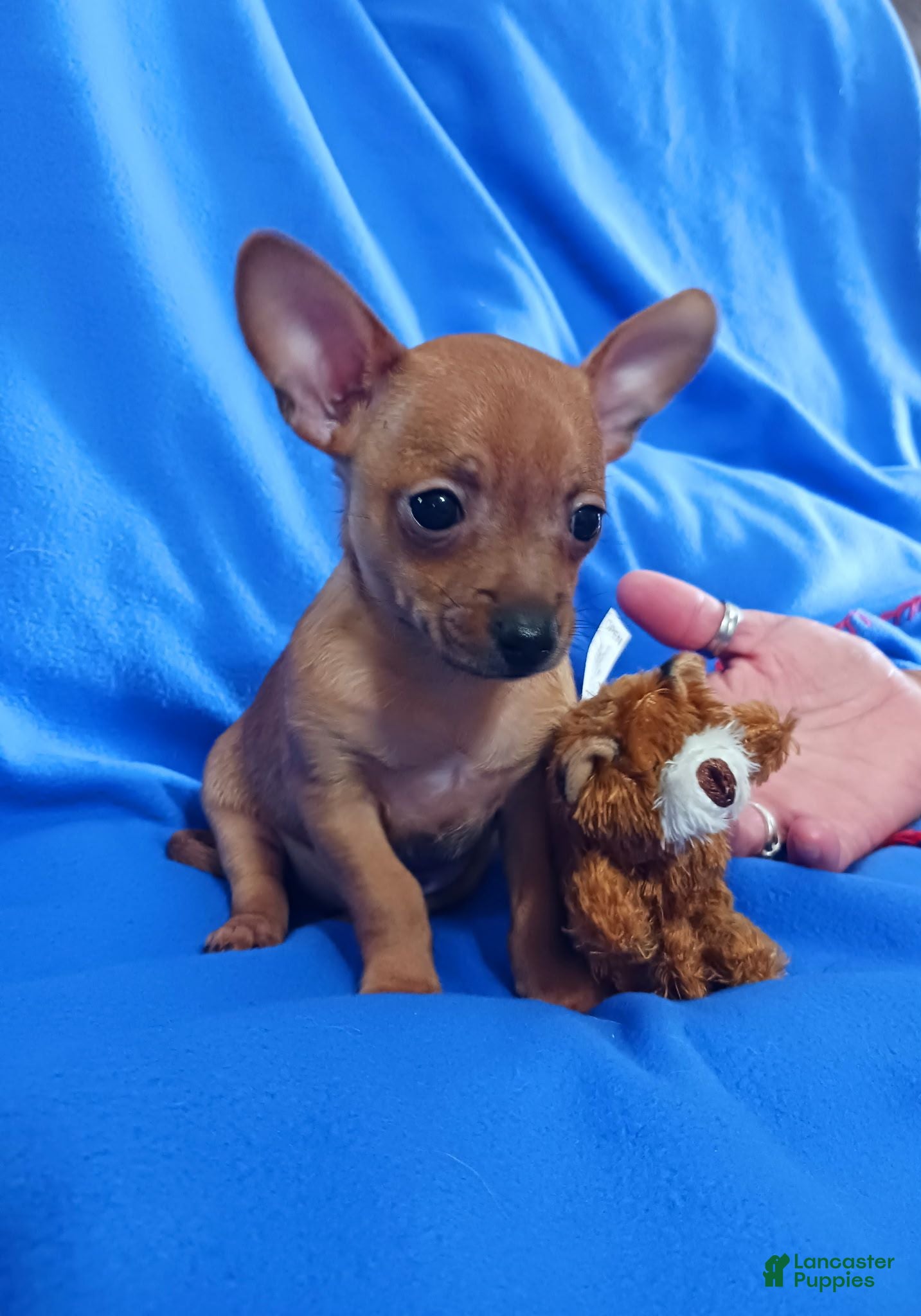 Chihuahua dogs for sale: Cinnabon - Ad 4
