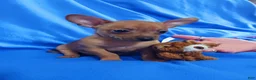 Chihuahua dogs for sale: Cinnabon - Ad 1