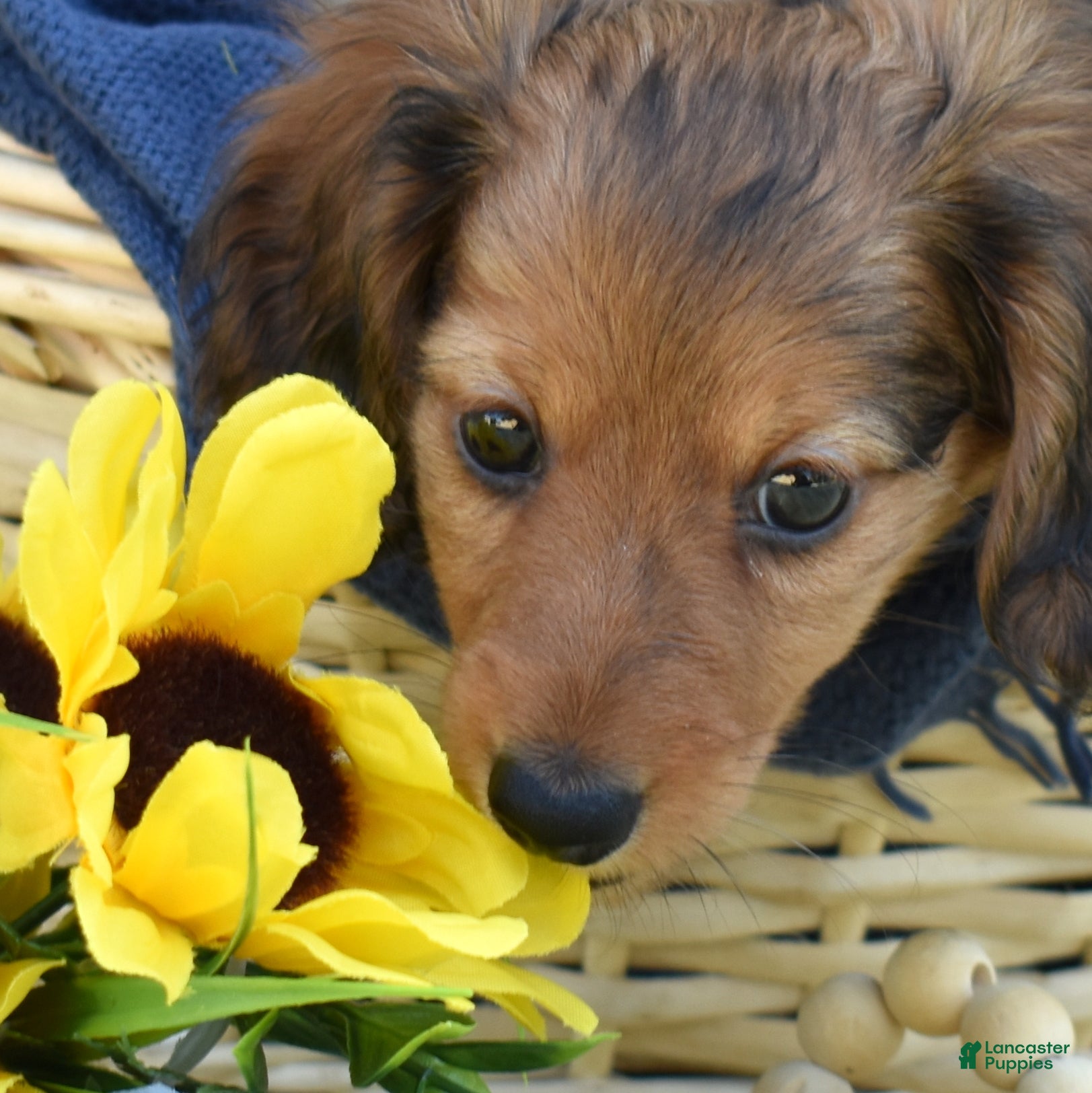 Miniature Dachshund dogs Copper - Ad 1