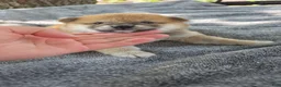 Shiba Inu dogs for sale: Betsy - Ad 7