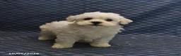 Mixed Breed dogs for sale: Trigger - Ad 3
