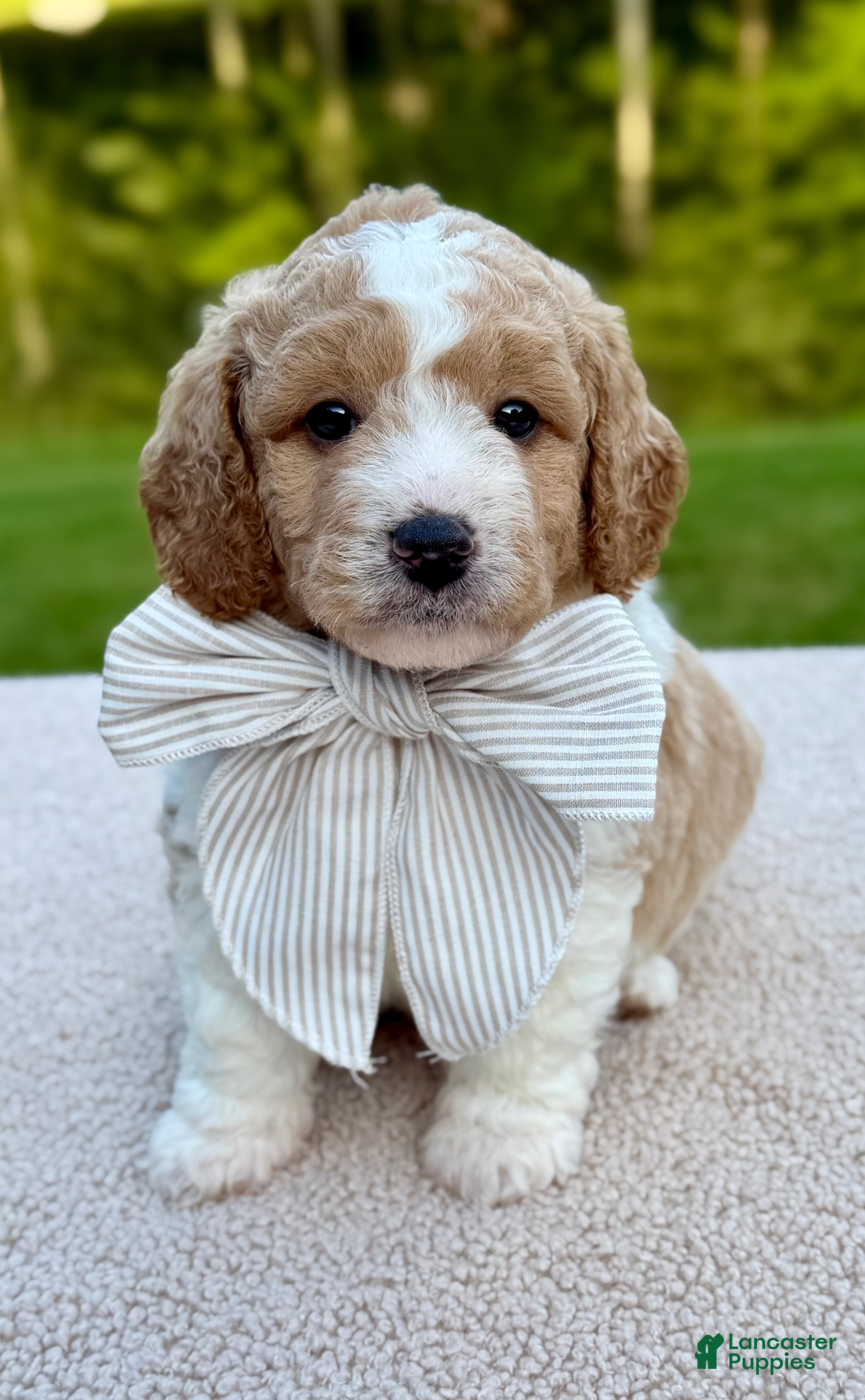 Goldendoodle dogs Buttons  - Ad 2