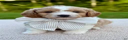 Goldendoodle dogs for sale: Buttons  - Ad 2