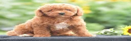 Miniature Poodle dogs for sale: Roxy - Ad 1