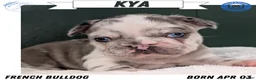 French Bulldog dogs for sale: Kya - Ad 1