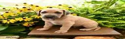 Great Dane dogs for sale: Lewis - Ad 3