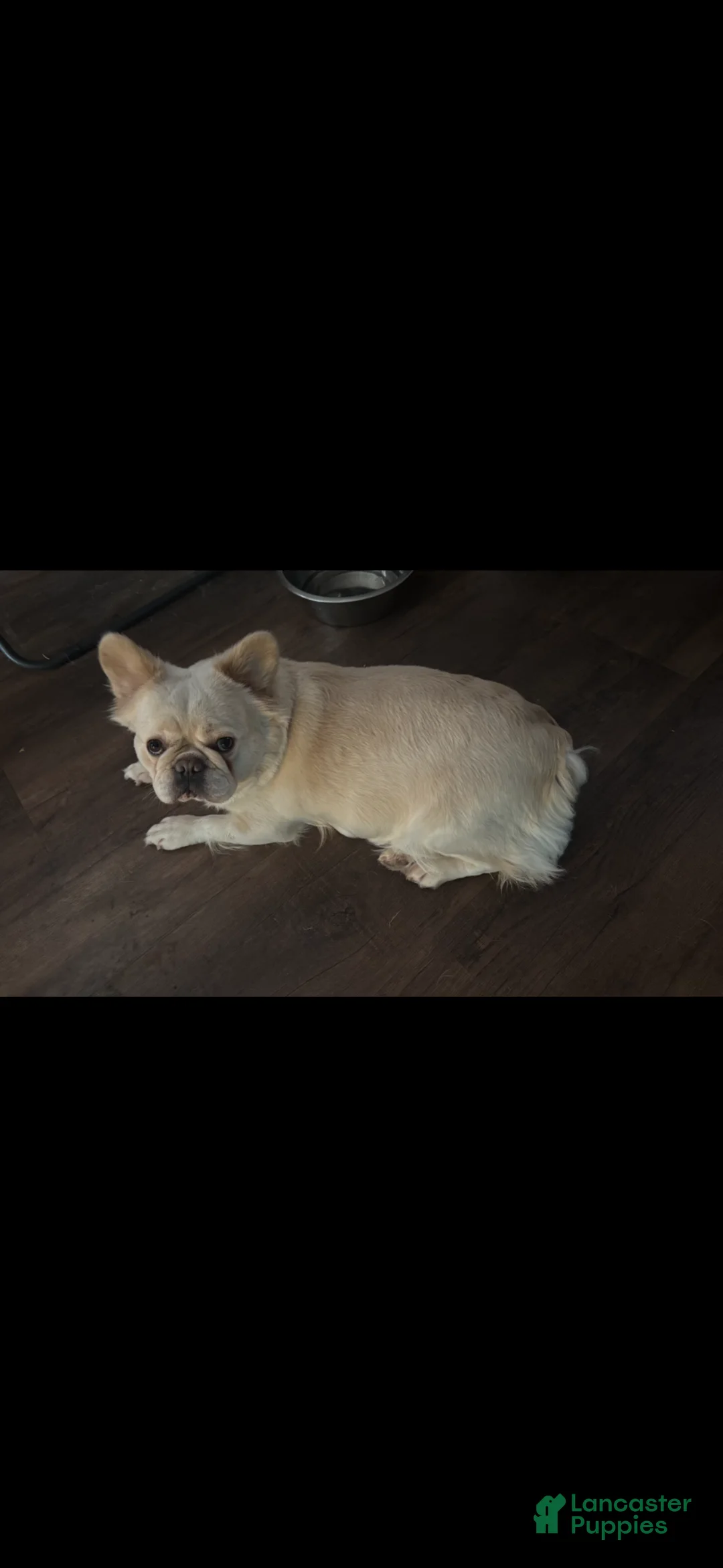 French Bulldog dogs for sale: Honey - Ad 6