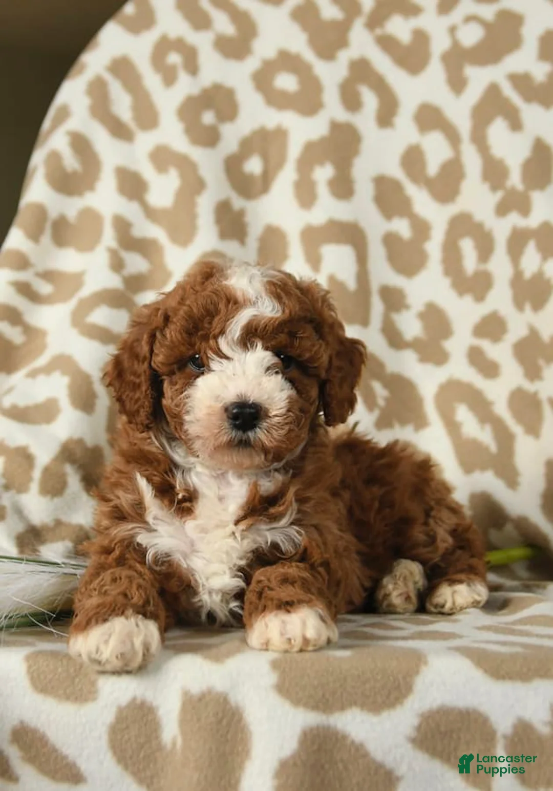 Gallery Image {{count}}