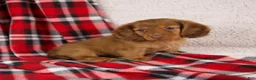 Dachshund dogs for sale: Elise - Ad 2