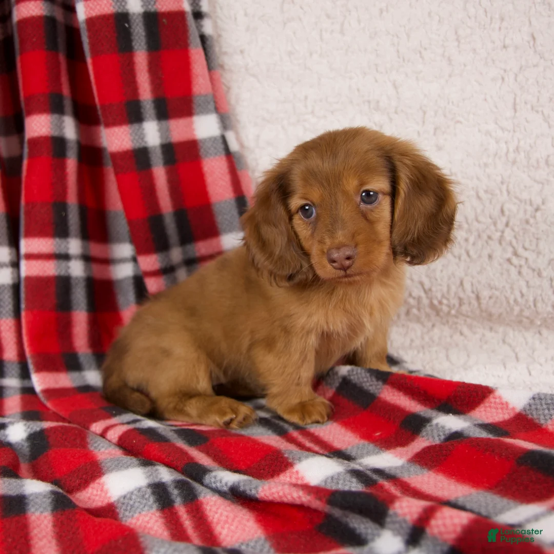 Dachshund dogs for sale: Elise - Ad 2