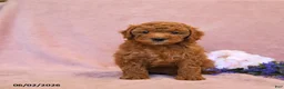 Cavapoo dogs for sale: Flossie - Ad 4
