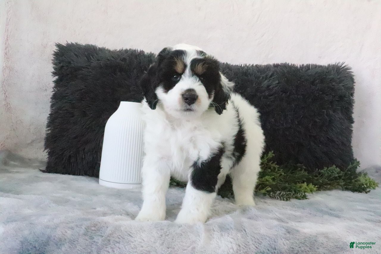 Mini Bernedoodle dogs Speckles - Ad 1