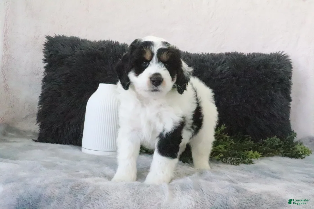 Mini Bernedoodle dogs for sale: Speckles - Ad 1