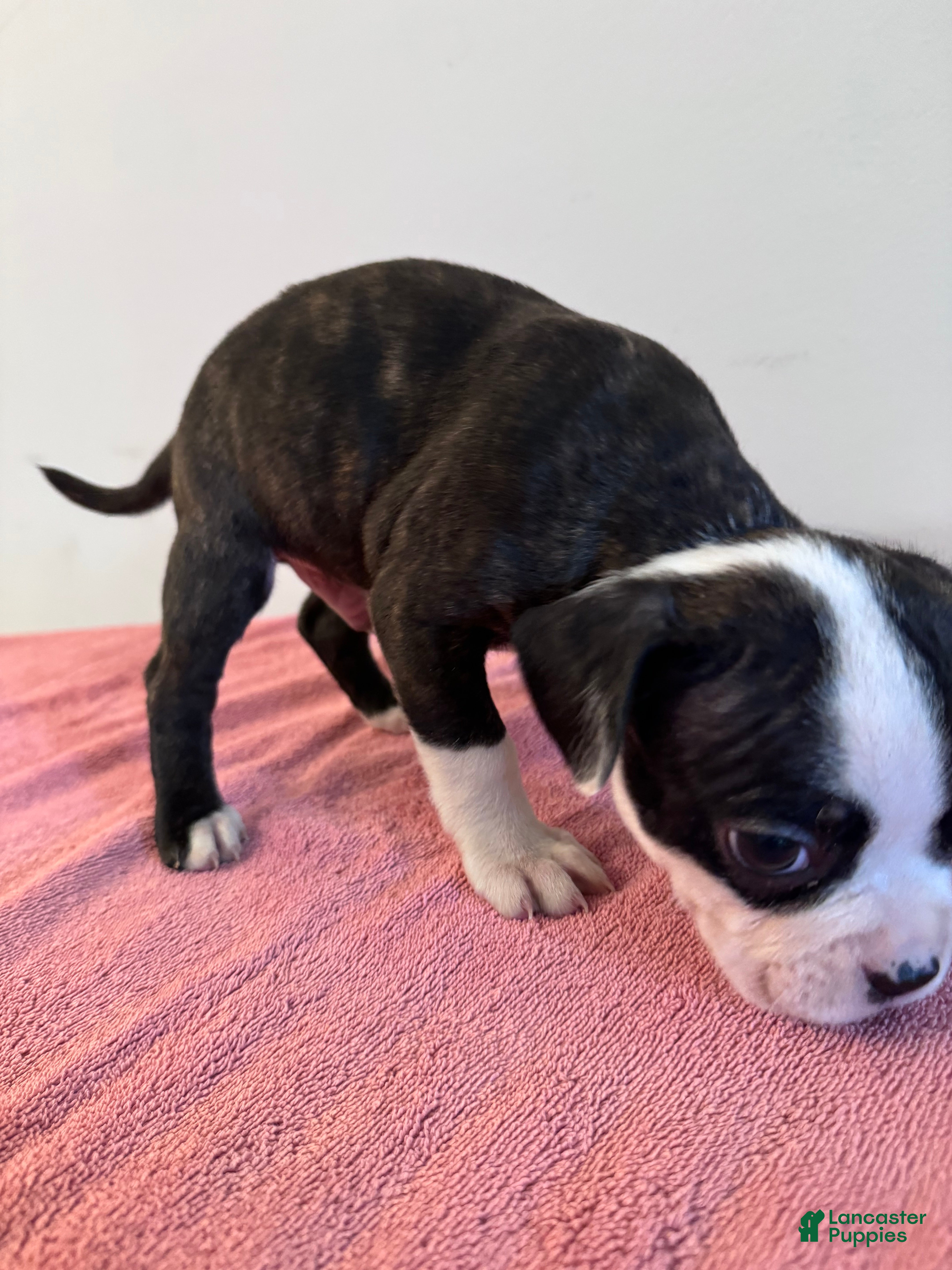 Mixed Breed dogs Chuck 🐾 - Ad 40