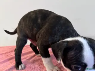 Mixed Breed dogs Chuck 🐾 - Ad 40