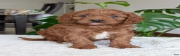 Cavapoo dogs for sale: Jake - Ad 8