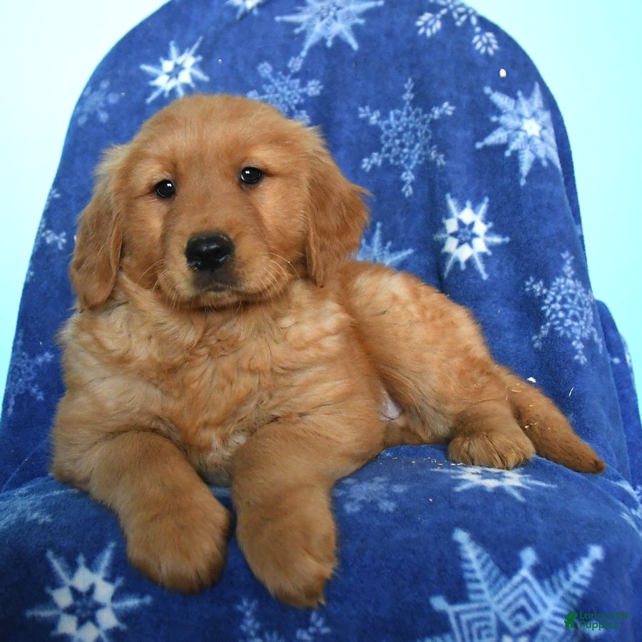 Golden Retriever dogs Wyatt - Ad 2