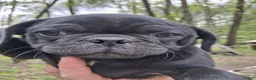 Pug dogs for sale: Camo  - Ad 2