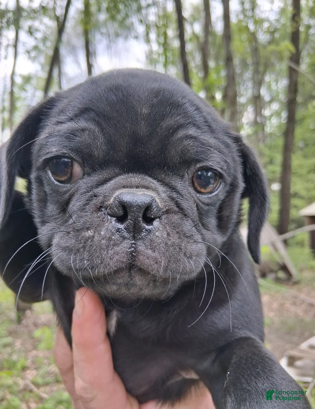 Pug dogs for sale: Camo  - Ad 2