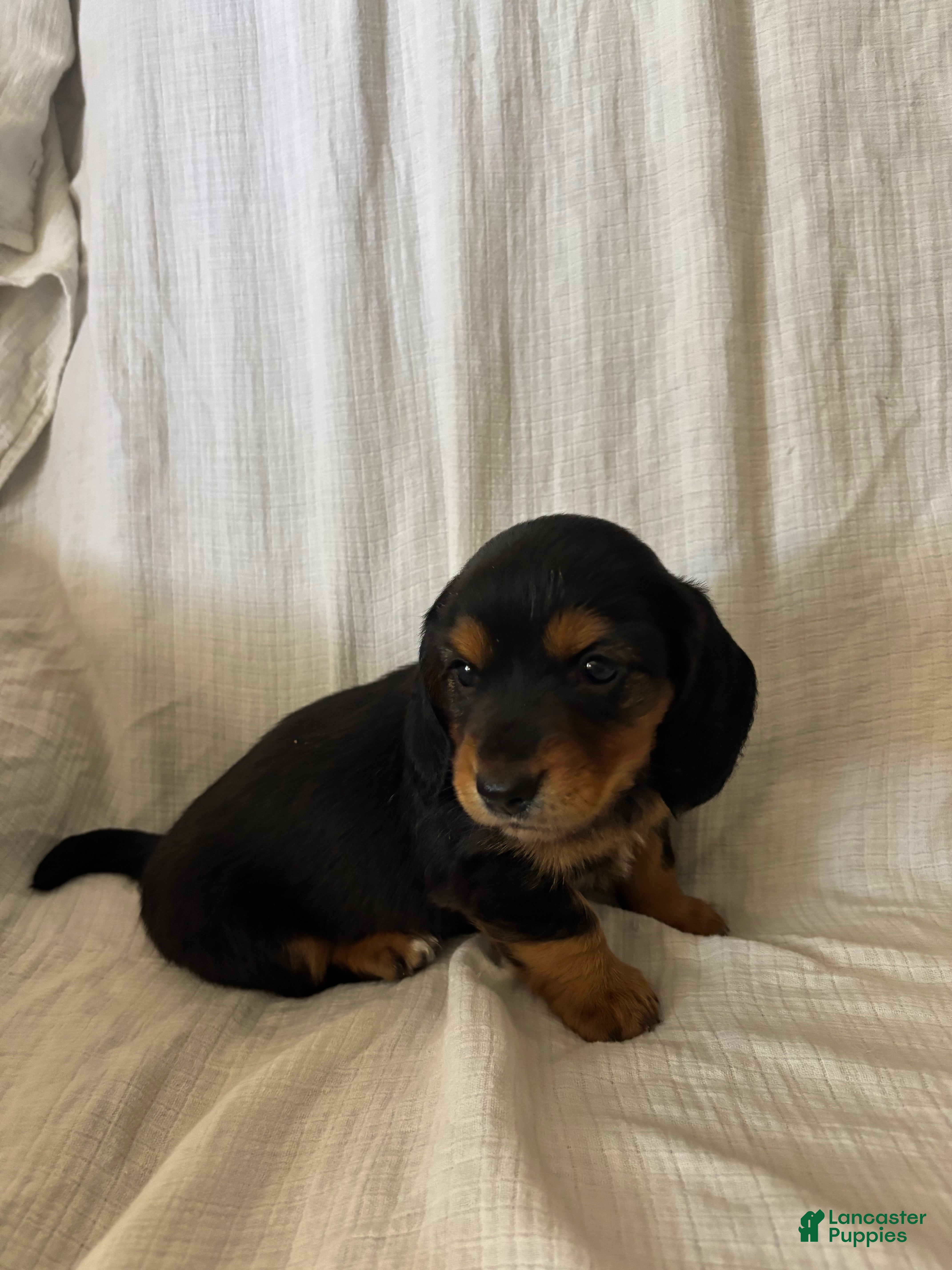 Miniature Dachshund dogs Paris  - Ad 1