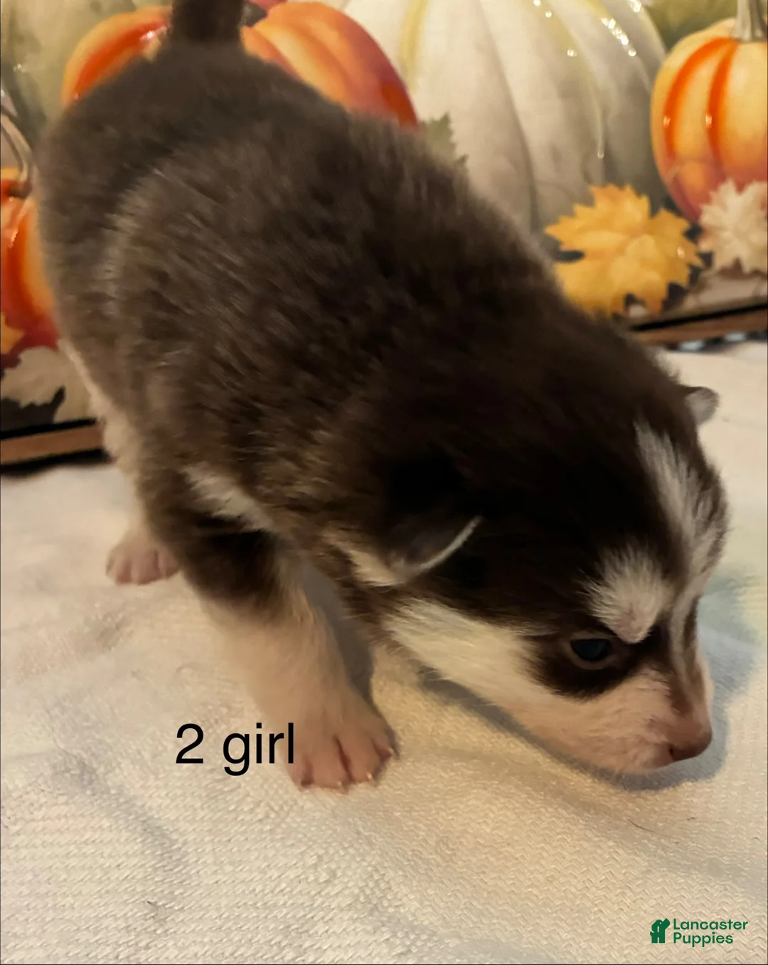 Pomsky dogs for sale: Pomsky 3 - Ad 1