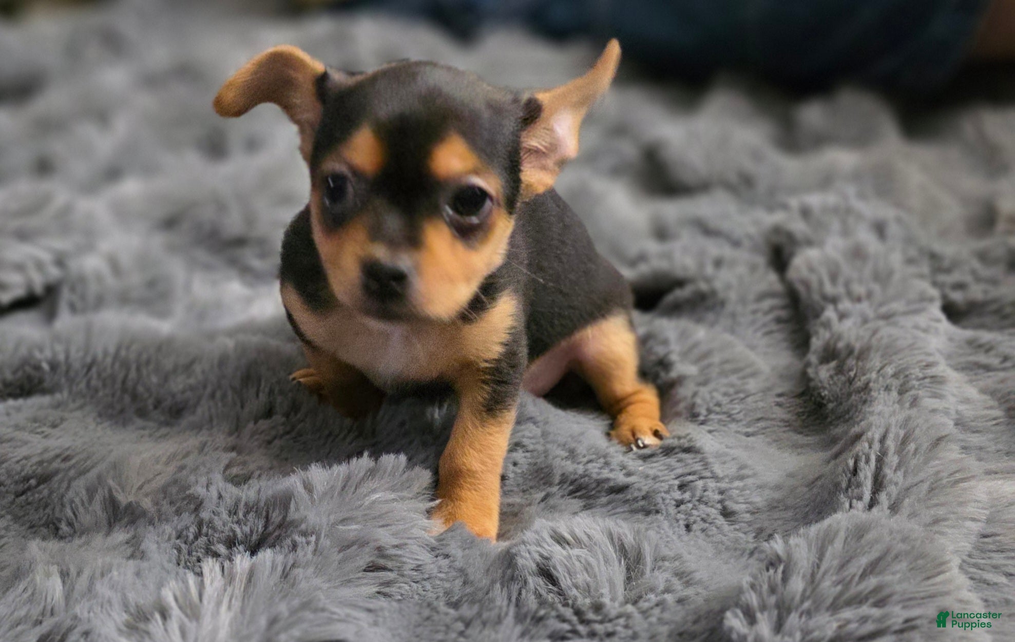 Chorkie dogs Blackie - Ad 2