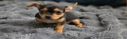 Chorkie dogs for sale: Blackie - Ad 2