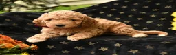Mini Goldendoodle dogs for sale: Sleepy - Ad 3