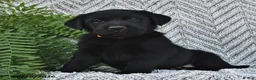 Labrador Retriever dogs for sale: Tonya  - Ad 4