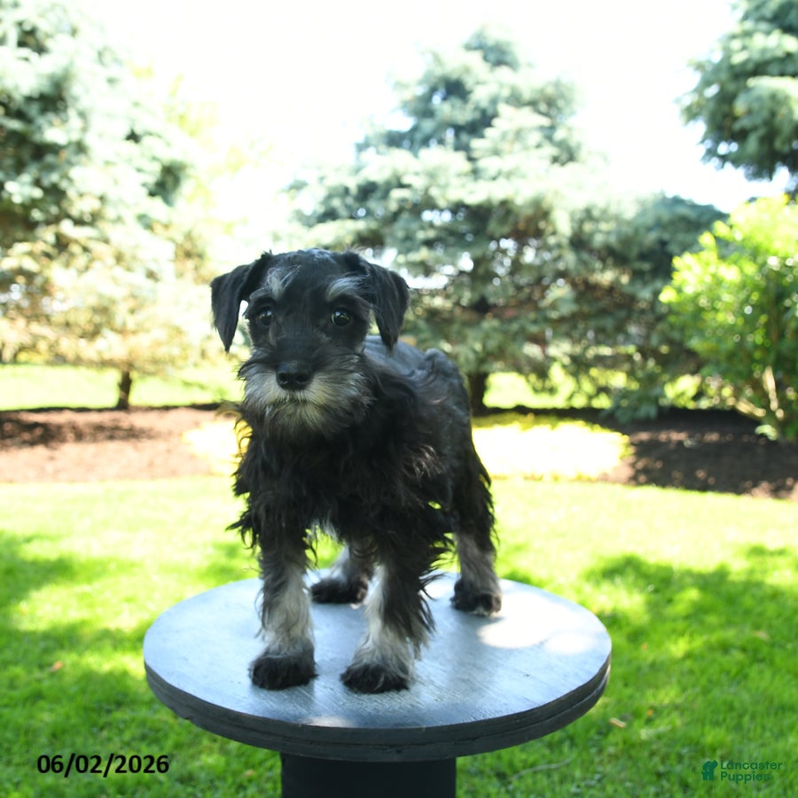 Miniature Schnauzer dogs Birdy - Ad 2