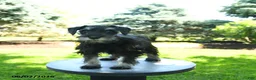 Miniature Schnauzer dogs for sale: Birdy - Ad 2