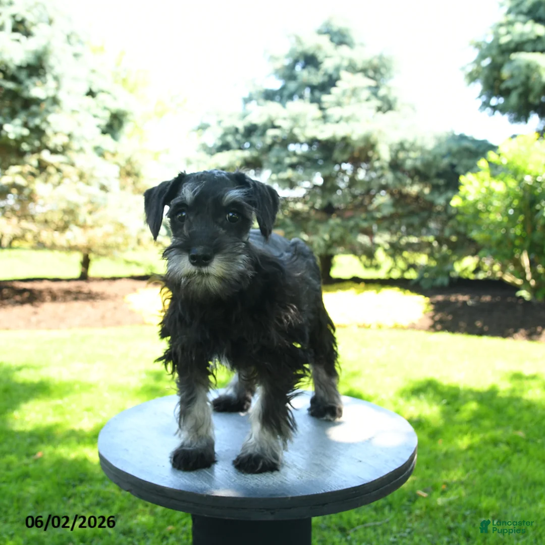 Miniature Schnauzer dogs for sale: Birdy - Ad 2