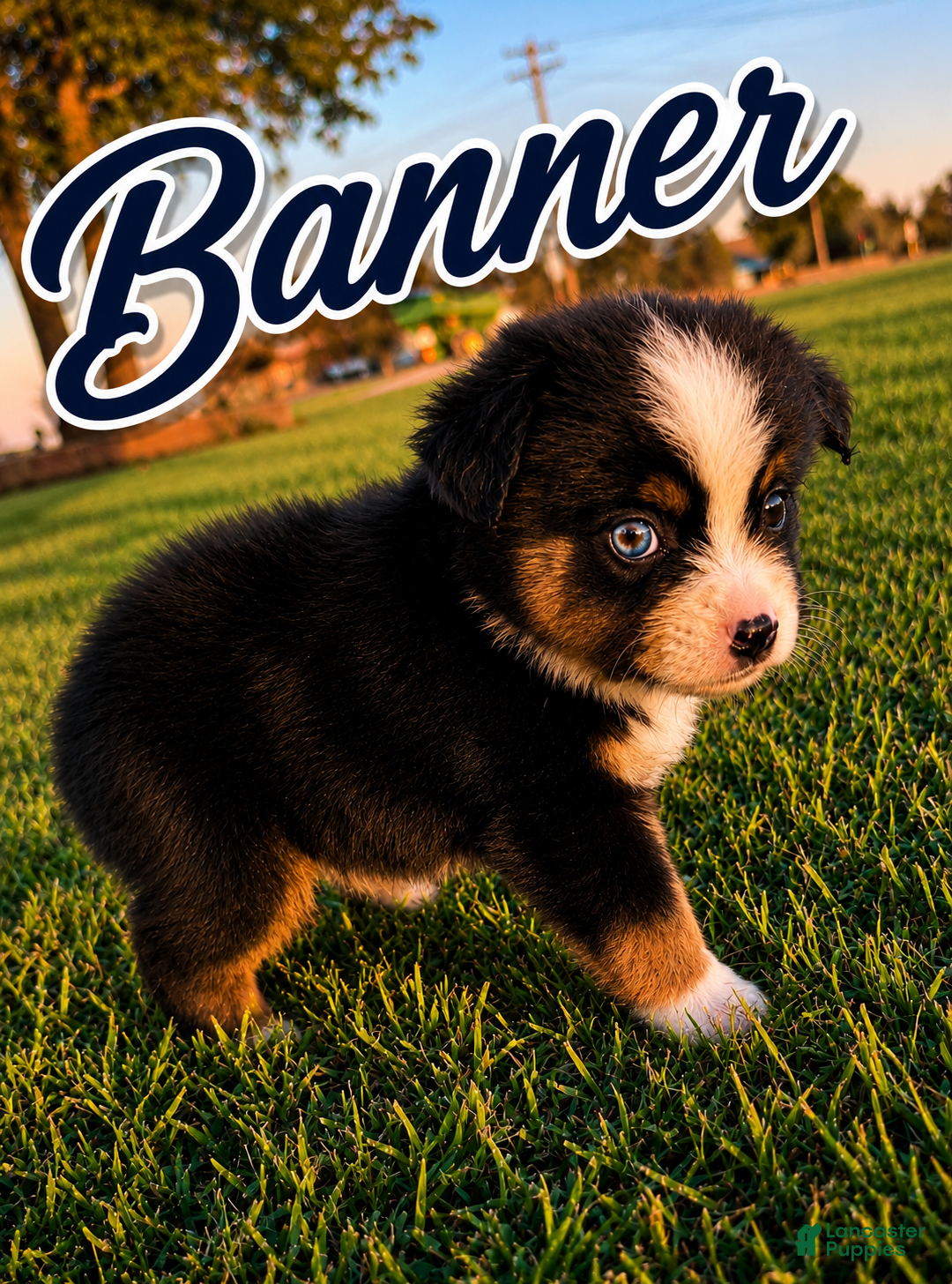 Miniature Australian Shepherd dogs Banner - Ad 1