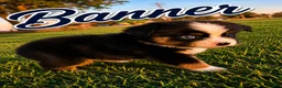 Miniature Australian Shepherd dogs for sale: Banner - Ad 1