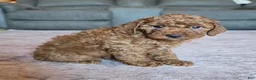 Miniature Poodle dogs for sale: Mini Lilly - Ad 14
